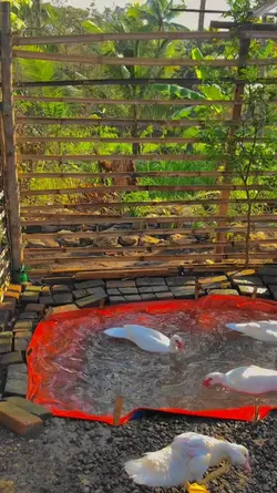 psona pecinta ayam