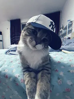 lirik kecee