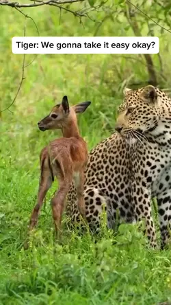 Jungle 