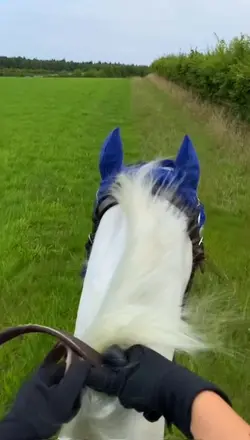 Speedy harry
