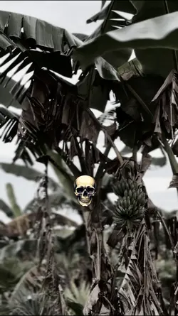 MONTAGEM XONADA