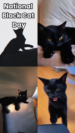 Black Cat Day