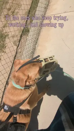 Reactive dog owners