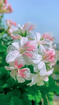 aesthetic flowers 
