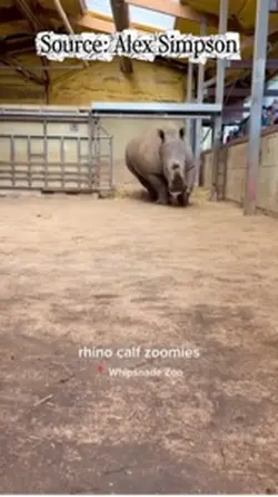 Rhino 