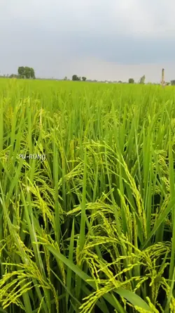 ទេសភាពស្រុកស្រែ