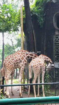 zoo date