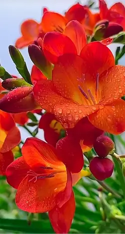 flowers