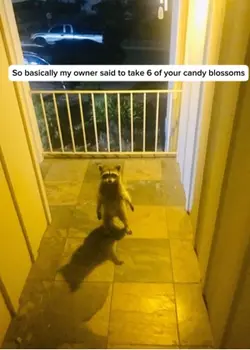 Who send this raccon