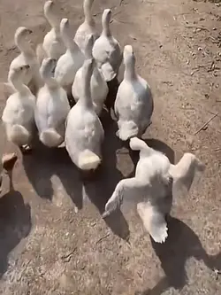 bebek jalan