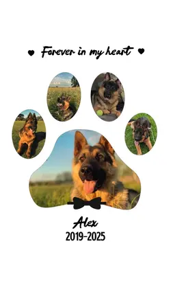 Dog rip