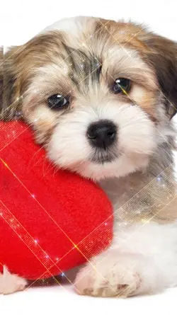 Hund mit Herz