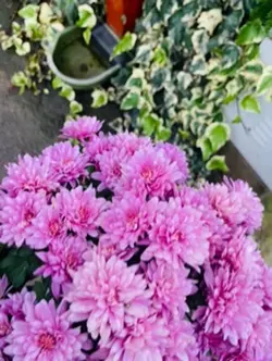 🌸