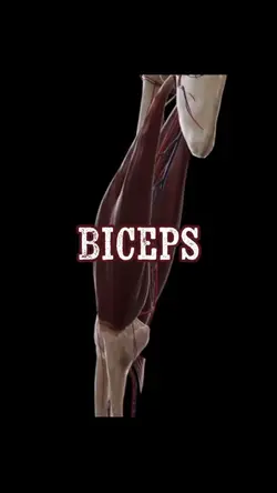 Bicep Muscle