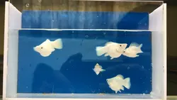Fishkeeping