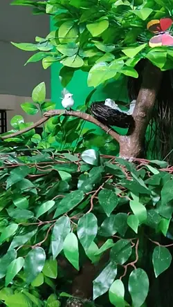 Bird Sounds
