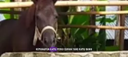 Keberkahan kuda