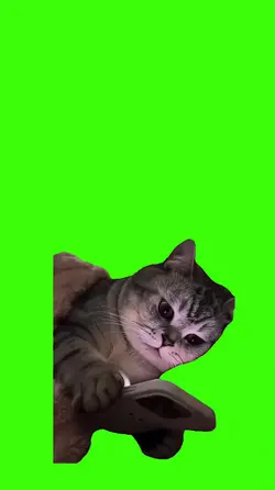 Cat/Gato