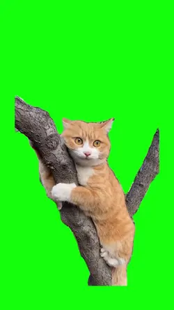 Kucing manjat 