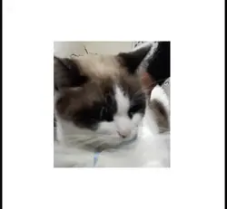 Mi linda gatita <3