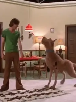 shaggy transition