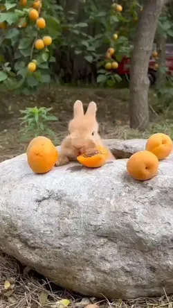 rabbit moment videos