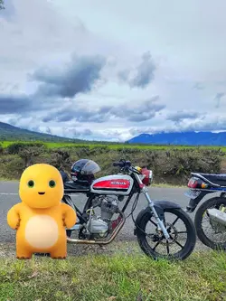 Dino kuning joget 