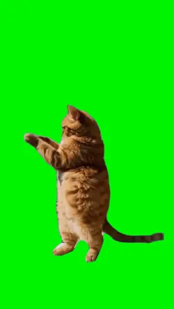 Woo hoo Cat