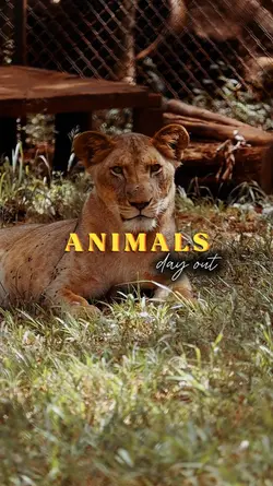 Animals Day Out