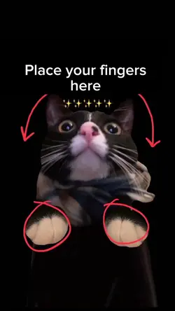 funny cat meme 