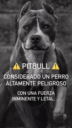 ⚠️PITBULL⚠️