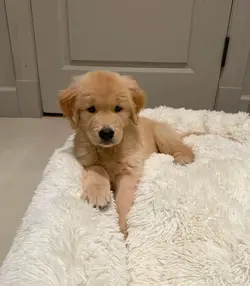 puppyy