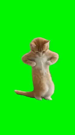 c walk cat