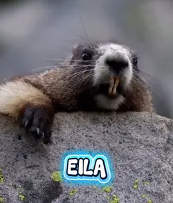 EILA