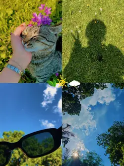 4 pics nature