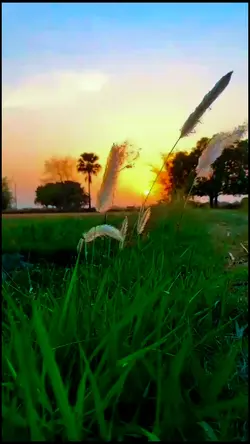 Authentic Rice Field