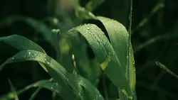 8 Videos Cinematic