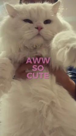 aww my cat so cute