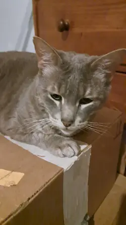 Meow Kitty