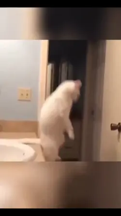 cat funny moments
