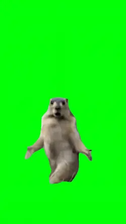 DANCE SQUIRREL