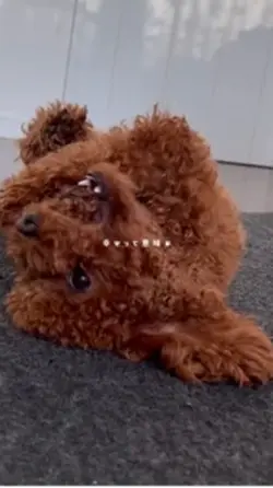 世界一の愛犬へ❤️