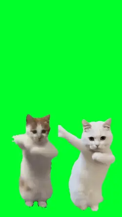 Duo kucing joget