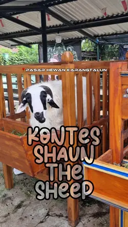 shaun the sheep