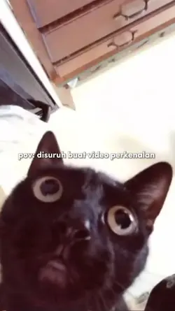 meme opening video 
