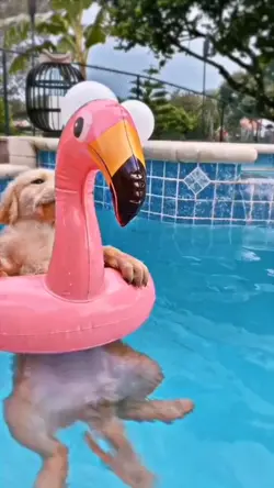 Cr siz köpüş fancam 