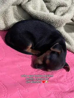 cachorro
