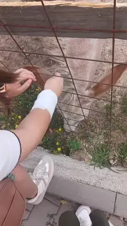 horses