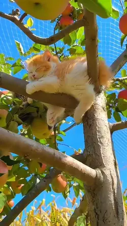 Cute kitten sleeping