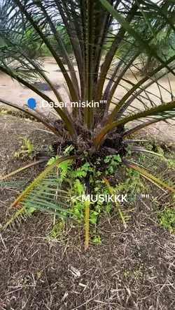 1video